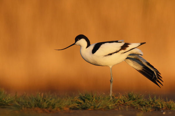 A görbecsőrű látogató – Duna-Dráva Nemzeti Park