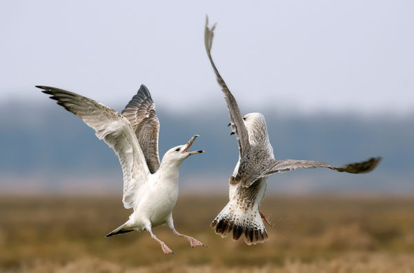 Sztyeppi sirályok és fekete gólyák is megpihennek a Maros homokzátonyain