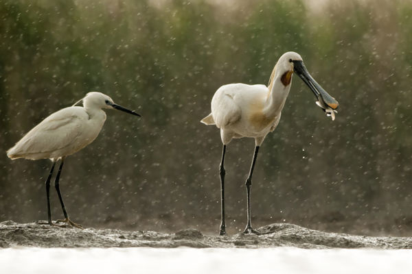 18 éves, színes gyűrűs kanalasgém megfigyelése Csanyteleknél
