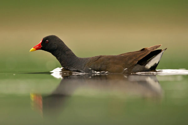 Idén is telel vízityúk a Túr-ér nádasaiban