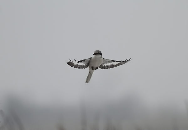 Folyamatosan érkeznek a nagy őrgébicsek a Kis-Sárrétre