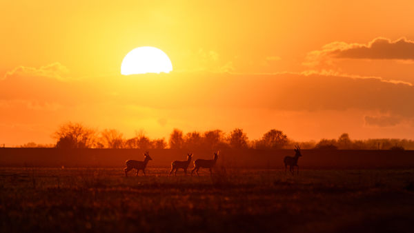 Kalandozások nemzeti parkjainkban – Körös-Maros Nemzeti Park IV.
