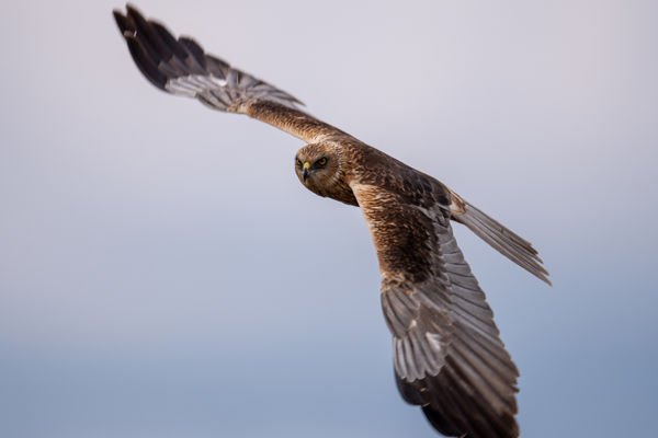 Idén is vannak áttelelő barna rétihéják a Dél-Alföldön