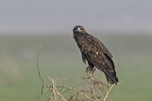 Visszajáró vendég: megérkezett a fekete sas az Ugrai-rétre