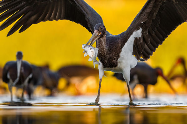 Fekete gólyák táplálkoznak a Cserebökényi-pusztákon