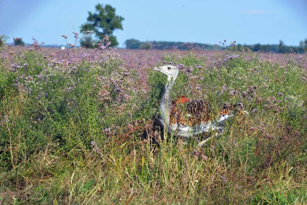 Ma egy fészek, holnap az óceán! &#8211; Körös-Maros Nemzeti Park