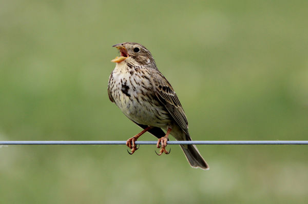 Sordélyok énekelnek a dél-alföldi tájakon