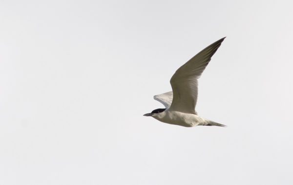 Tengerparti vendégek: kacagócsérek bukkantak fel a Kis-Sóstón
