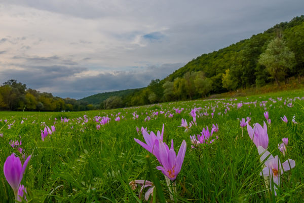 Virágzik hazánk egyik legmérgezőbb növénye