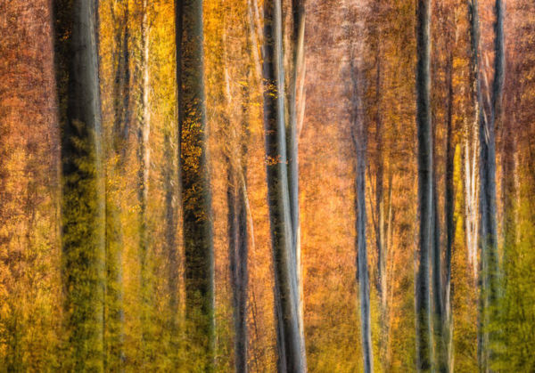 Kimagasló magyar eredmények az augusztusi WildArt Photographer of the Year fotópályázaton!