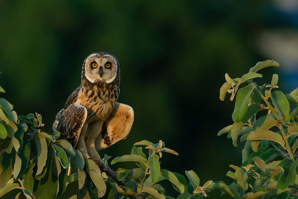 Szép számban költöttek réti fülesbaglyok a Körös-Maros Nemzeti Parkban