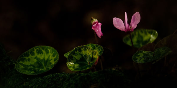 Megkésett őszi ajándék