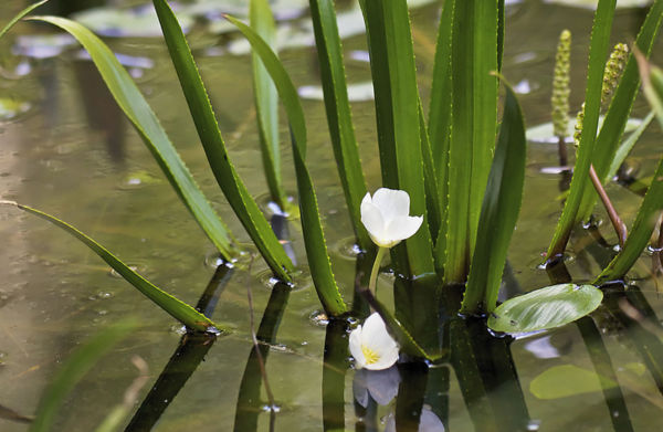 A Kis-Sárrét mocsarainak ritka növénye – a kolokán