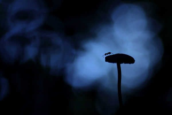 Második helyezett magyar fotós a WildArt Photographer of the Year fotópályázaton