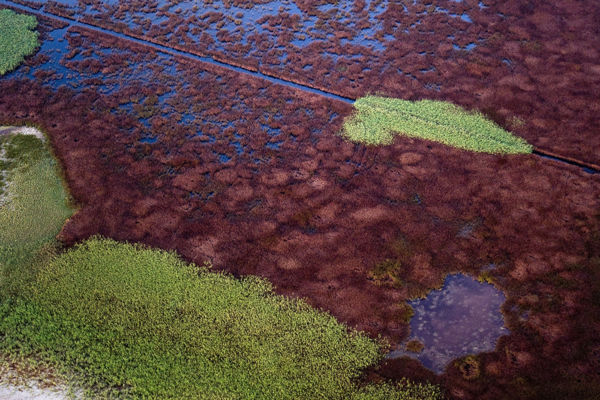 Harc az ártatlan külsejű gonosz idegennel – gyepkezelési akció Tiszadorogmán