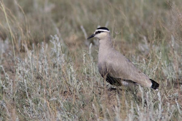 Különleges vendégek: lilebíbicek vegyültek el a bíbiccsapatokban