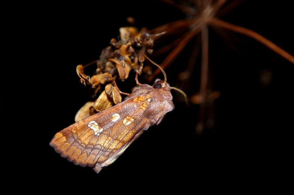 A Dévaványai-Ecsegi pusztákon megjelentek a nagy szikibagolylepkék