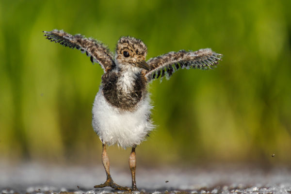 A nagy godák még tojásokon ülnek, a bíbicek már fiókákat vezetgetnek