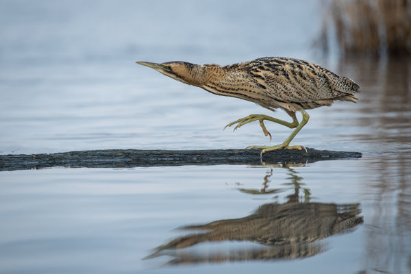Áttelelő bölömbikát figyeltek meg Kardoskúton