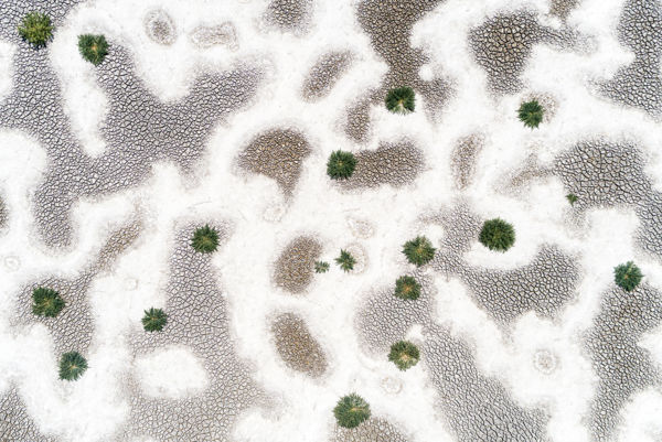 Vörösről feketére váltják színüket a magyar sóballák