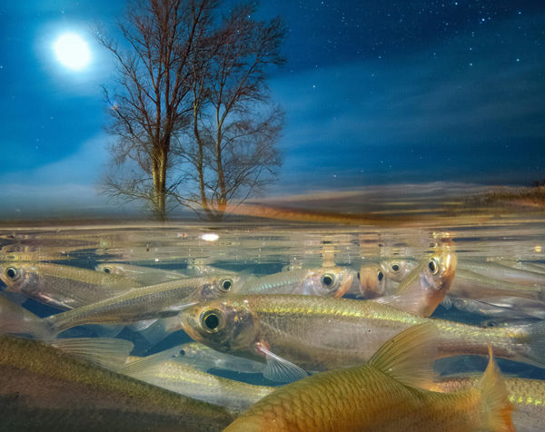 Daróczi Csaba lett a Saubermacher – Az Év Természetfotósa 2022-ben