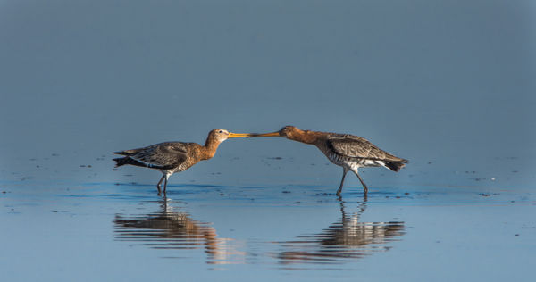 A Fehér-tónál már költésbe kezdtek a nagy godák