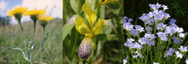 Szavazz a 2023-as Év vadvirágára!