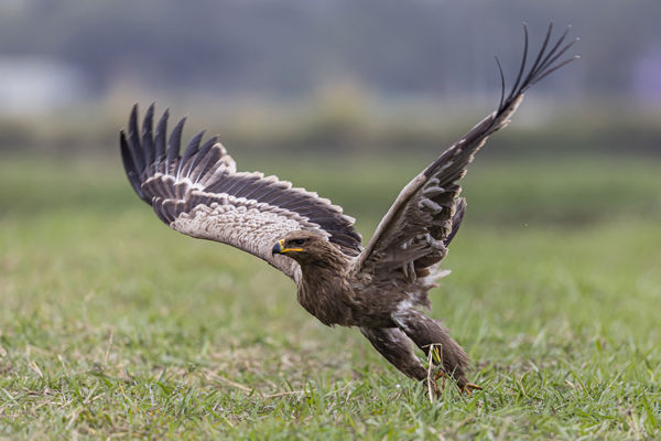 Nem mindennapi sas került szem elé