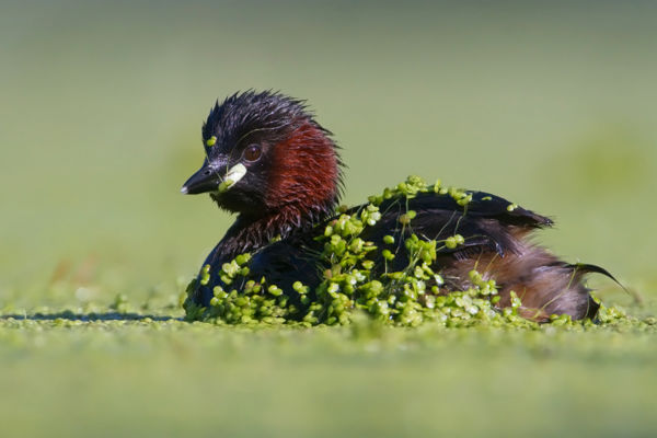 A nagyhangú kis vöcsök