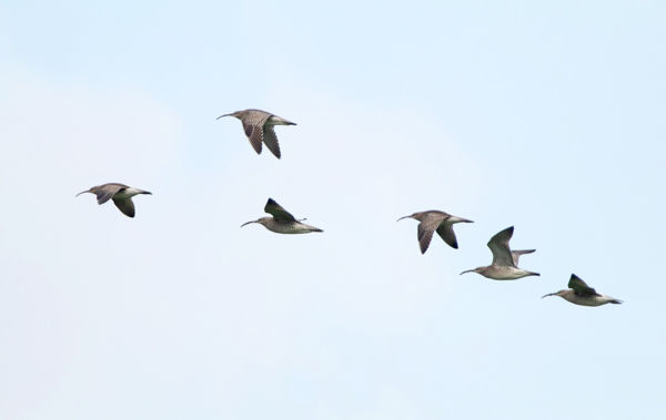 Javában zajlik a kis pólingok vonulása a kardoskúti Fehér-tavon