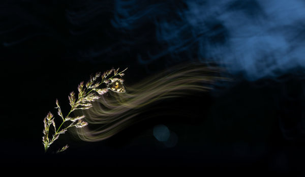 Színvonalas magyar fotók a WildArt Photographer of the Year fotópályázaton