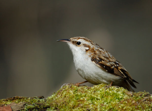 Az éneklő fakéreg