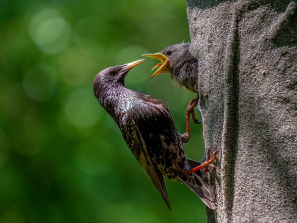 Cégvezetők madárcsaládokért &#8211; Ma egy fészek, holnap az óceán!