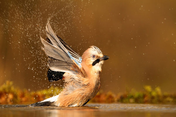 Madáritató télen?