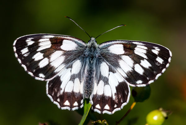 Pepita pompa: elkezdődött a sakktáblalepkék repülése
