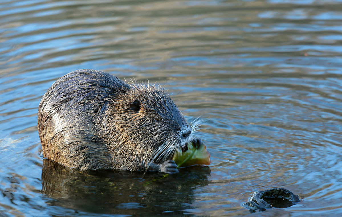 Terjeszkedő nutria-állományok Délnyugat-Magyarországon