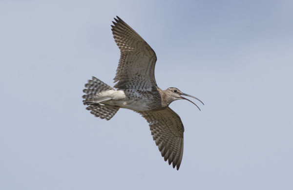 Megérkeztek a kis pólingok a kardoskúti Fehér-tóra és a Kis-Sárrétre