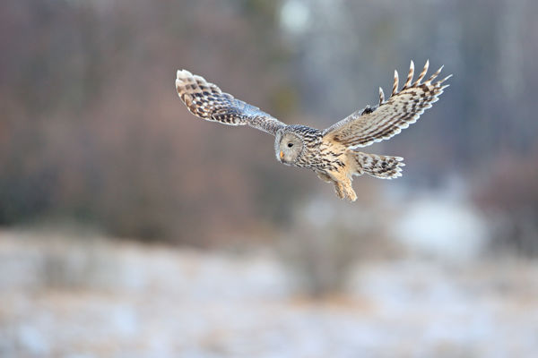 Uráli bagoly tűnt fel a Dévaványai-Ecsegi pusztákon