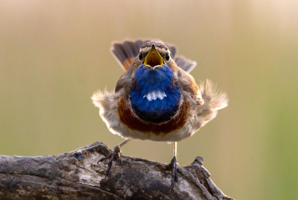 Kékbegyek látványos nászrepülése Cserebökényben