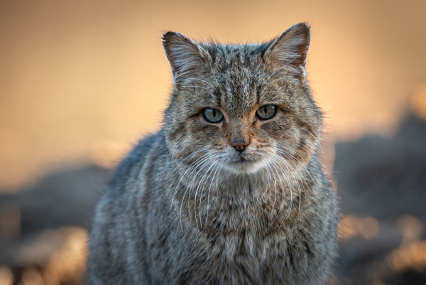 A vadmacska lett az Év emlőse