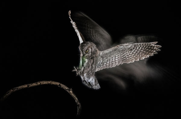 Hangtalan röptű éjjeli árnyak: baglyok a Csanádi pusztákon