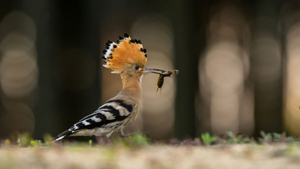 Megérkeztek az első búbosbankák Kardoskútra