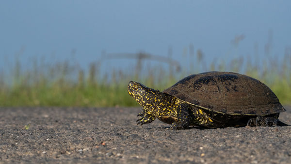 Apró mocsári teknős bébik az utakon