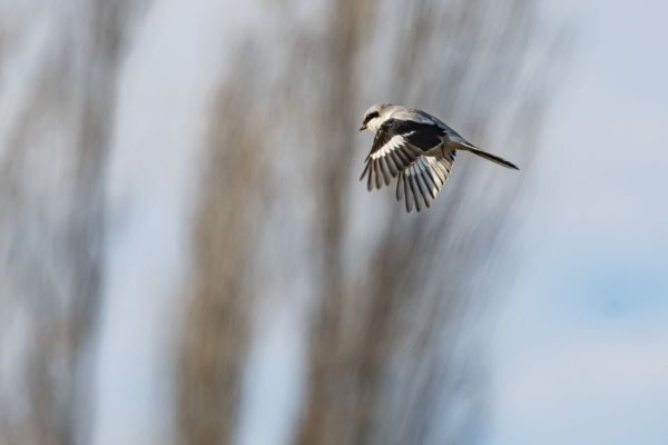 Bábaszarka – Ismét több nagy őrgébics telel a Kis-Sárréten