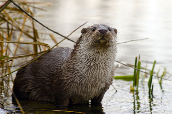 Ritkán látni vidrát nappal ilyen közelről