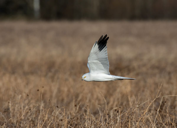 Fakó rétihéják a Bükkalján
