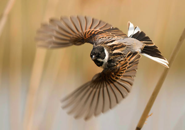 Mi bujkál a nádasban télen?