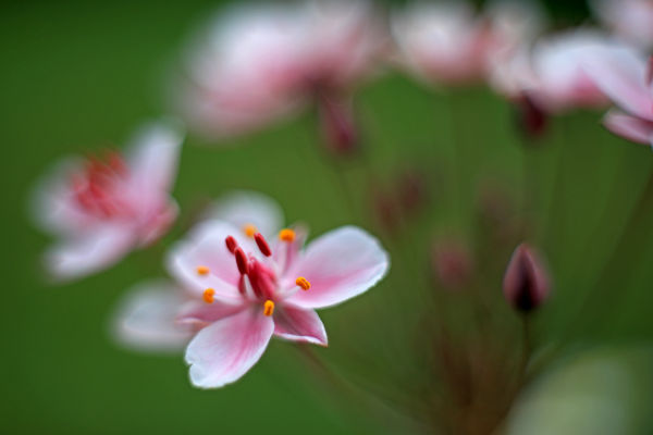 Mocsaraink nyári dísze, a virágkáka