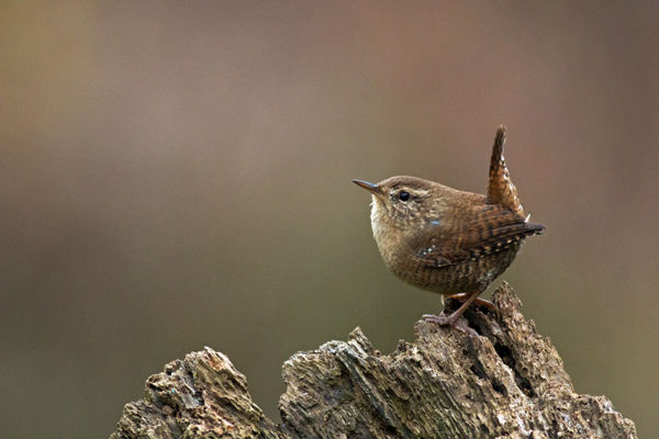 A marosi erdők hangos apróságai: az ökörszemek