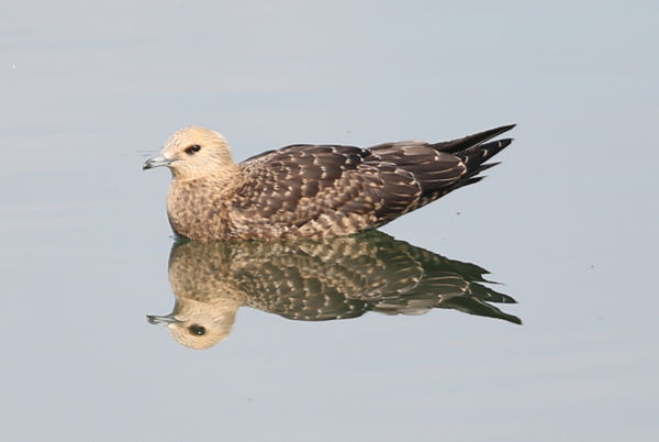 Halfarkast láttak Gemencen!